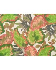 Gassa selva tropical