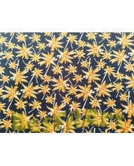 Viscosa palmeres ocre fons negre