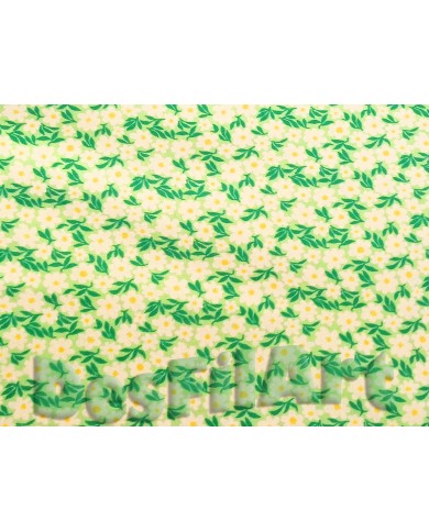 Algodón margaritas Algodón margaritas